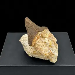 Pappocetus lugardi Jaw with Tooth - Early Walking Whale