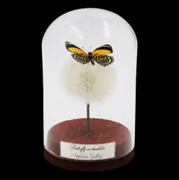 Callicore eunomia on Dandelion in Glass Cloche