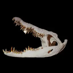 Nile Crocodile Skull with Open Mouth – A Pristine Specimen from Africa’s Majestic Predator