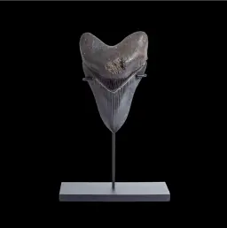 Megalodon tooth 11.7  museum quality