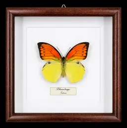 Hebomoia leucippe in Frame, Indonesia