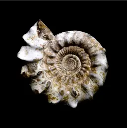 Prehistoric mollusk fossil (Ammonite Perisphinctes Sp.) with rare nacreous layer, circa 173 mln years old, Madagascar