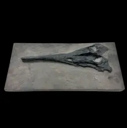 Fossilized Rostrum of Mixosaurus – Testament to Ancient Seas