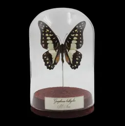 Graphium bathycles in Glass cloche, South-East Asia