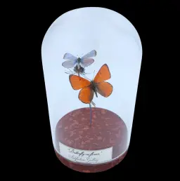 Lycaenidae sp. on dried bloom in Glass cloche, Europe