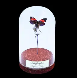 Lycaenidae sp. on dried bloom in Glass cloche, Europe