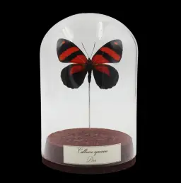 Callicore cynosure in Glass Cloche, Peru