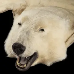 Cream Arctic polar bear fur rug, Canada