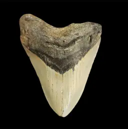 Megalodon Tooth, 125gr, h 10.5cm, circa 13 mln years old