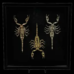 Golden Majesty: Framed Scorpion Sculptures in Luxurious Gold and Silver Patinas