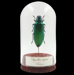 Chrysochroa weyersii – The Emerald Jewel Beetle of Malaysia