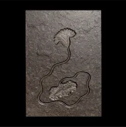 Sea lily Crinoidea