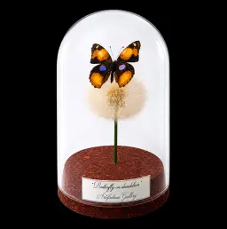 Junonia hierta on dandelion in Glass cloche 12 cm, South Africa