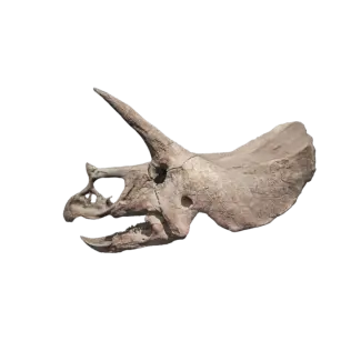 Fossils