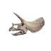 Fossils