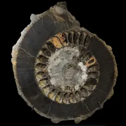 Ammonite Speetoniceras versicolor – A Multicolored Masterpiece of the Early Jurassic Sea