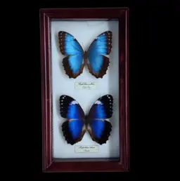 Morpho papirius & Morpho helenor violaceus in Frame