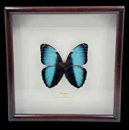 Sapphire Glow – Morpho papirius Butterfly in Wooden Frame, Peru