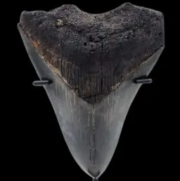 Megalodon Tooth, 63 gr, h 9.1 cm, circa 13 mln years old