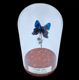 Ancyluris meliboeus on dendlion in Glass cloche, Peru