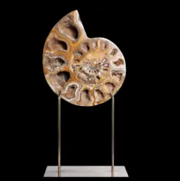 Ammonite – A Window Into Prehistoric Oceans