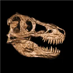 Precise 1:1 cast of Tyrannosaurus rex skull, 3d printed, 24k gold