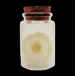 Captivating Elegance - Preserved Dandelion in Glass Bottle, 8 cm High