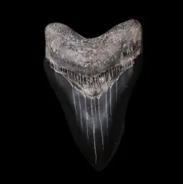 Megalodon Tooth, 90 gr, Mesuem quality, h 9.5 cm, circa 13 mln years old
