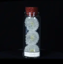 Exquisitely Preserved Dandelion in a Glass Bottle – A Rare Miniature Masterpiece