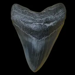 Megalodon Tooth, 285 gr, Museum quality, h 13 cm, circa 13 mln years old