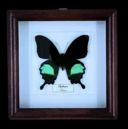 Emerald Swallowtail Splendor: Papilio paris in Frame, Indonesia