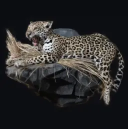 Full-Mount Leopard on Rock – The Silent Watcher of the Wild