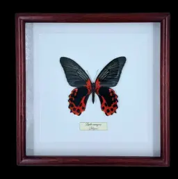 Papilio rumanzovia – The Scarlet Mormon Butterfly of the Philippines