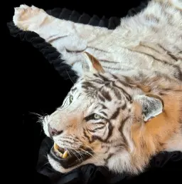 White Majesty from Canada - Exquisite White Tiger Rug
