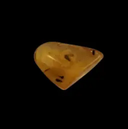 Amber with Prehistoric Mosquito