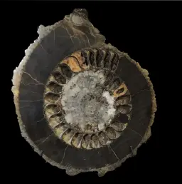 Ammonite Speetoniceras versicolor – A Multicolored Masterpiece of the Early Jurassic Sea