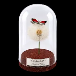 Diaethria clymena on dandelion in Glass cloche 12 cm, Peru