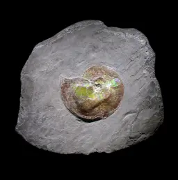 Prehistoric mollusk fossil (Ammonite, Placenticeras costatum) with rare organic gemstone cover, circa 72-84 mln years old, North America