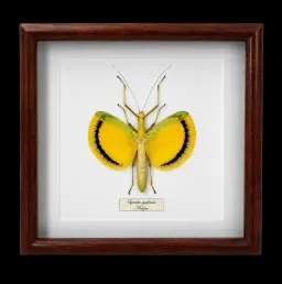Tagesoidea nigrofasciata in Frame, Indonesia