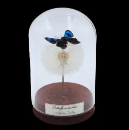 Blue and Red Spotted Butterfly on Dandelion in Glass Cloche