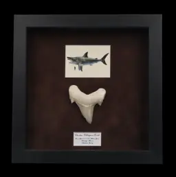 Prehistoric Power: Authentic Otodus obliquus Tooth 7 cm in frame