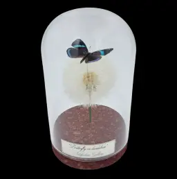Diaethria sp. on dendlion in Glass cloche, Peru