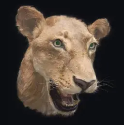 Head Mount of a Lioness