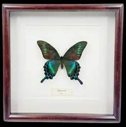 Butterfly Papilio maackii in Wooden Frame – Symphony of Nature’s Elegance