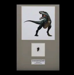 Predator’s Relic: Tyrannosaurid Tooth from Kazakhstan