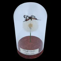 Chorinea sylphina on dried bloom in Glass cloche, Peru