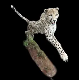 Elegant Predator: Cheetah Mount from the South African Plains
