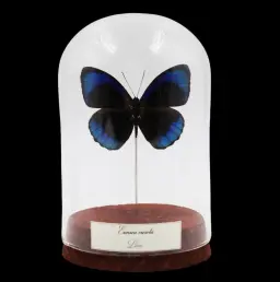 Eunica curota in Glass Cloche – Velvet Purple Jewel of Peru