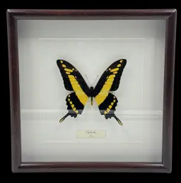 Butterfly Papilio Thoas, Peru – Timeless Beauty in a Wooden Frame