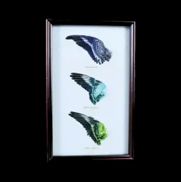 Rare Mellopsittacus undulatus Feathers in a Stunning Framed Display – A Symphony of Blue, Turquoise, and Green